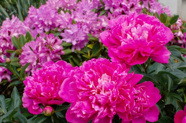 Jardín con flores de peonía rosa y rododendro