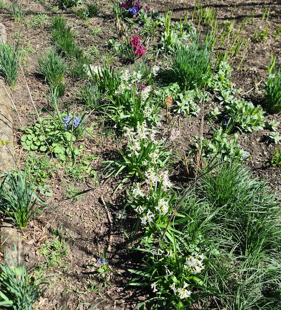 Un jardín con flores y plantas, incluido un geranio.