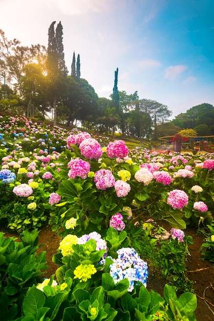 Un jardín de flores con una puesta de sol detrás