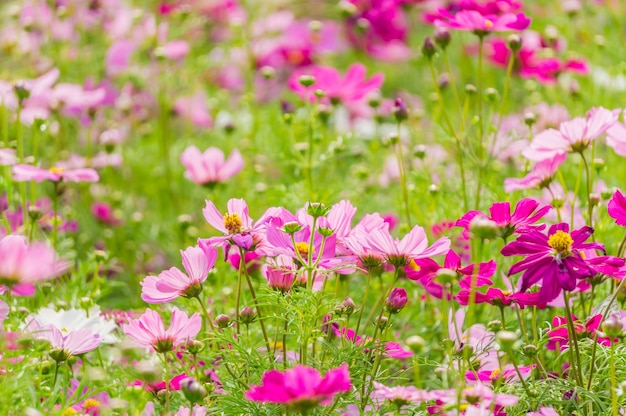 Jardín de flores púrpura del cosmos