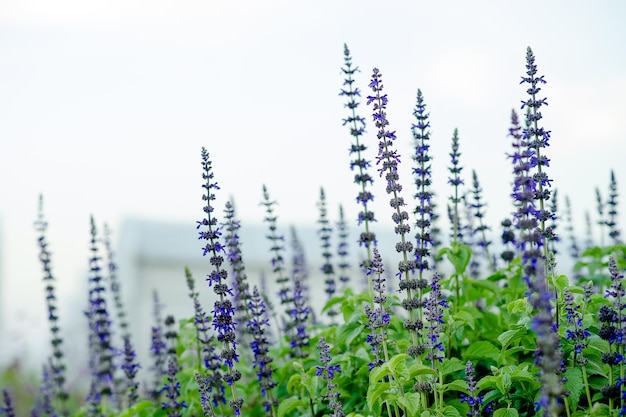 Jardín de flores púrpuras hermoso jardín de flores con espacio de copia de llave