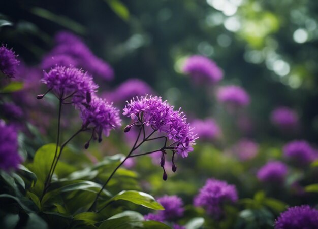 Un jardín de flores púrpuras