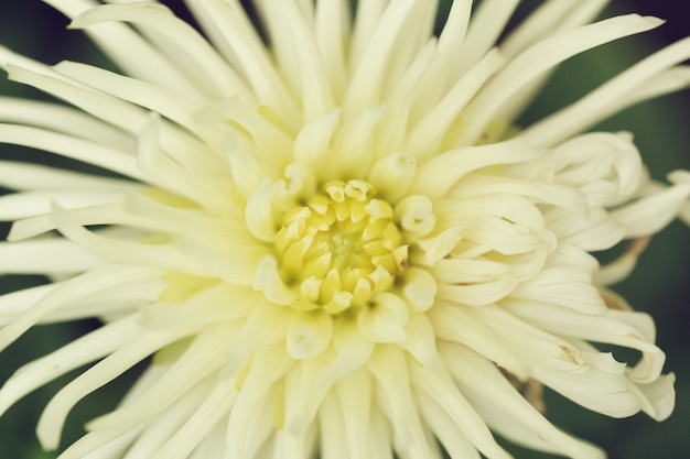 Jardín de flores y ramos de flores, primer plano