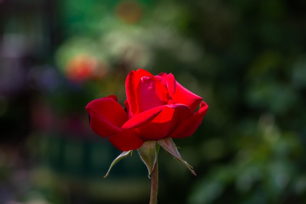 Jardín de flores rosa roja flor fotografía macro en un día soleado de verano