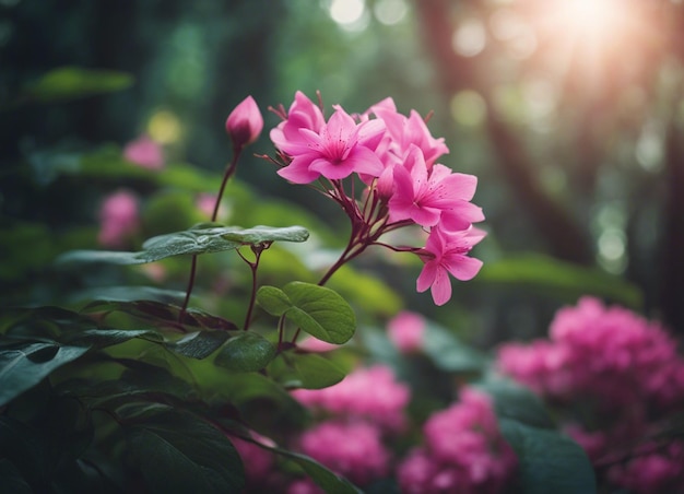 Un jardín de flores rosadas