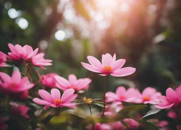 Un jardín de flores rosadas