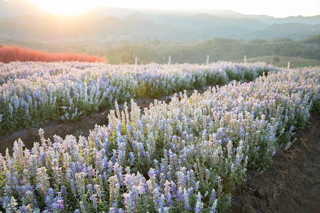 Foto jardín de flores de salvia en la ladera de la montaña por la mañana.