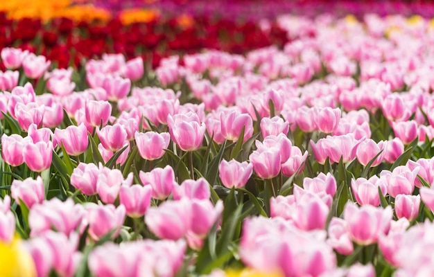 Jardín de flores de tulipanes coloridos