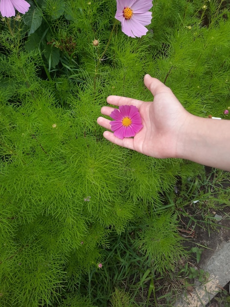 jardín de flores de verano al aire libre