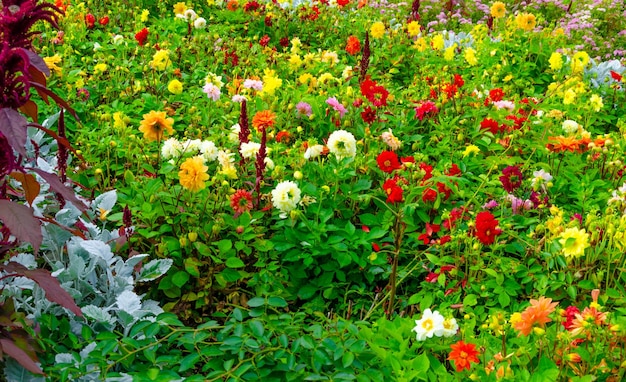 Un jardín de flores en el verano