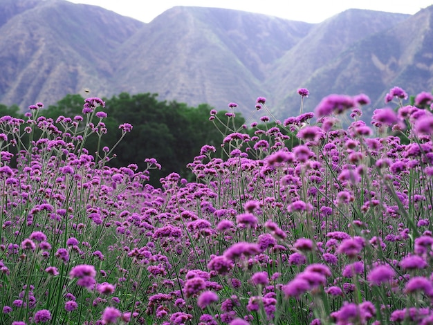 Jardín de flores Verbena