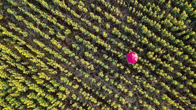 Jardín de flores, vista aérea superior con hermosos paraguas coloridos