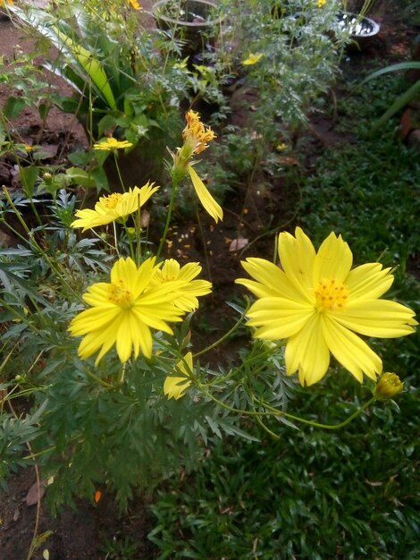 Foto jardín de flores