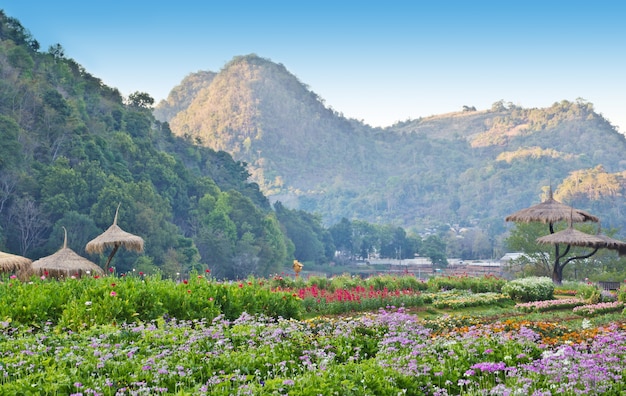 Foto jardín de flores