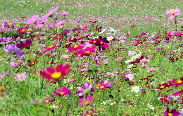 Jardin de flores