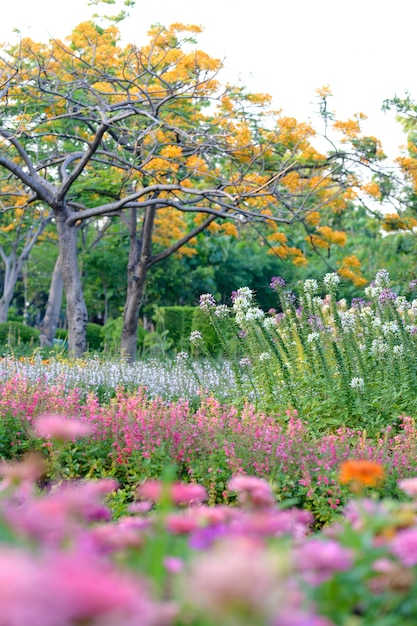 Jardín de flores