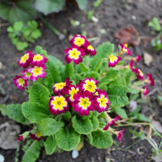 Jardin de flores