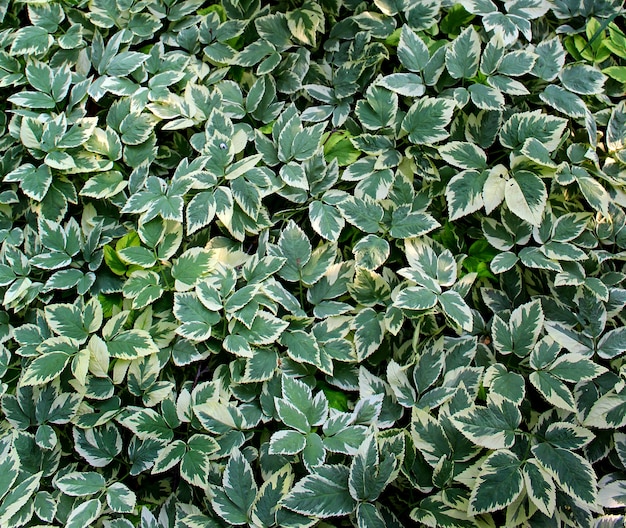 Jardín de fondo de hojas verdes