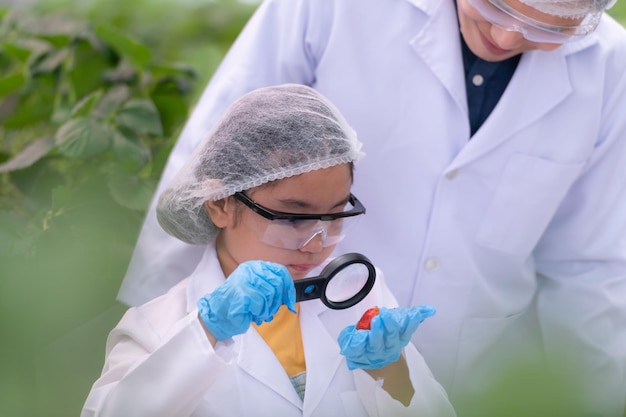 Foto en el jardín de fresas cerrado una joven científica lleva a cabo un experimento de producción de nutrientes de fresas con su clase de ciencias