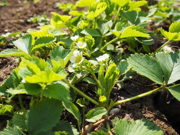 Jardín de fresas en flor Planta de fresa en flor Flores blancas y hojas verdes