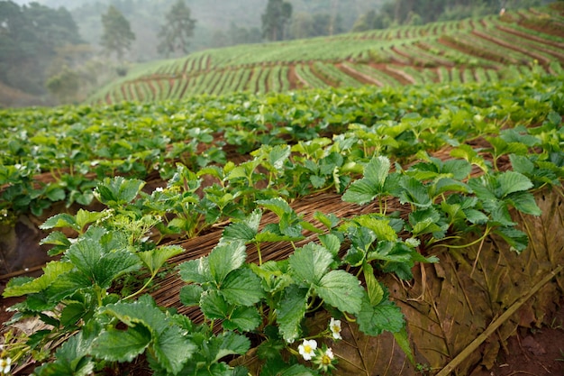 Jardín de fresas por la mañana en Doi Ang Khang Chiang Mai Tailandia