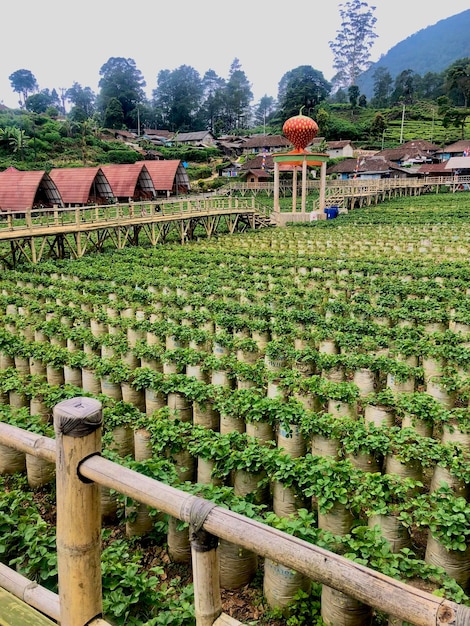 Foto jardín de fresas y posada