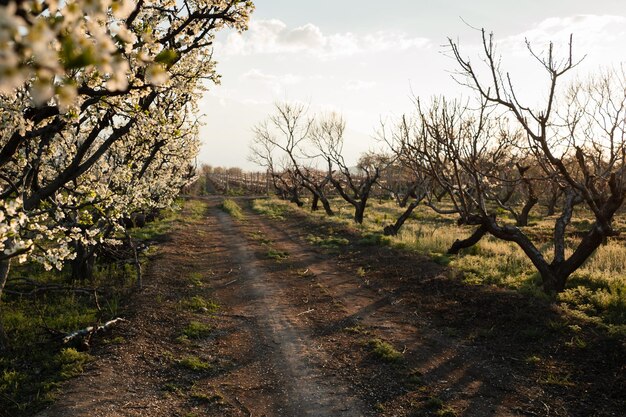 Jardín de frutas en flor en primavera a la hora de la puesta del sol.