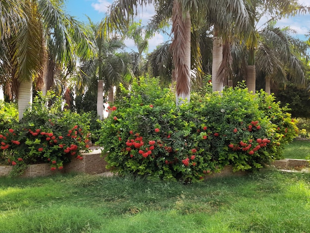 Un jardín fuera del hotel.