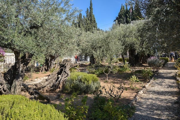 Jardín de Getsemaní