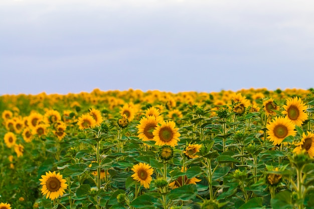 Jardín de girasoles. Los girasoles tienen abundantes beneficios para la salud. El aceite de girasol mejora la salud de la piel y promueve la regeneración celular.