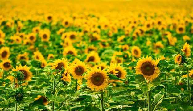 Jardín de girasoles. Los girasoles tienen abundantes beneficios para la salud. El aceite de girasol mejora la salud de la piel y promueve la regeneración celular.