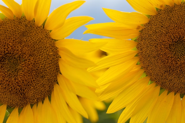 Jardín de girasoles Los girasoles tienen abundantes beneficios para la salud El aceite de girasol mejora la salud de la piel y