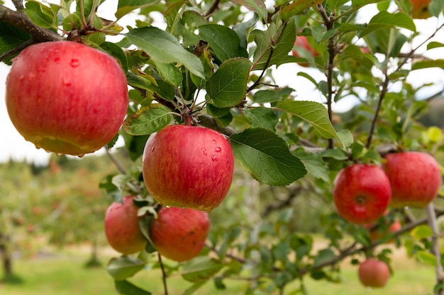 Jardín de la granja de manzanas