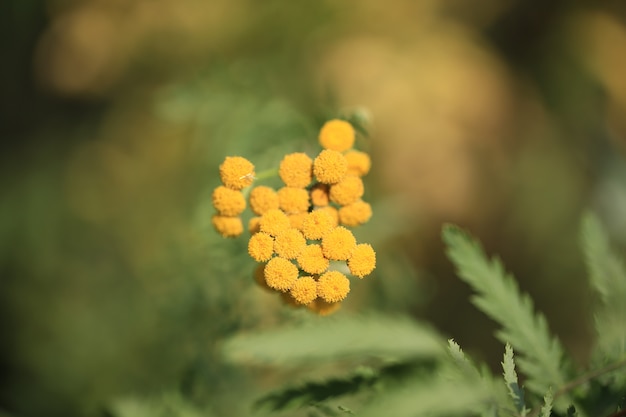 Jardín de hierbas medicinales Tansy