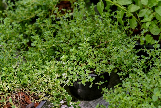 Jardín de hierbas verdes frescas Tomillo de limón utilizado para dar sabor a las aves, mariscos y verduras