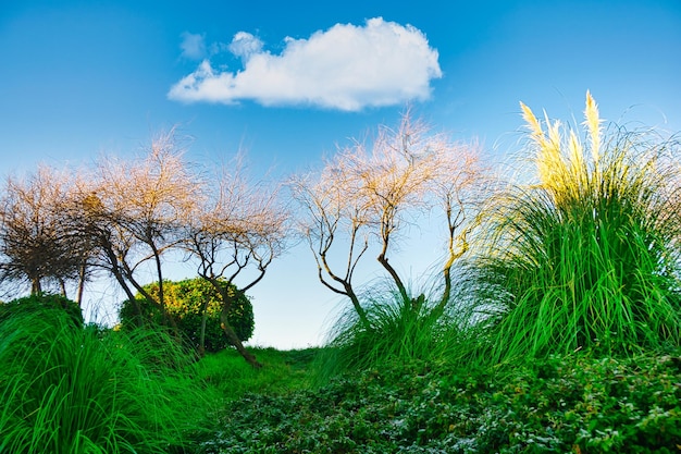 Jardín con una hilera de árboles y arbustos de pampa en el horizonte, bajo una nube solitaria.