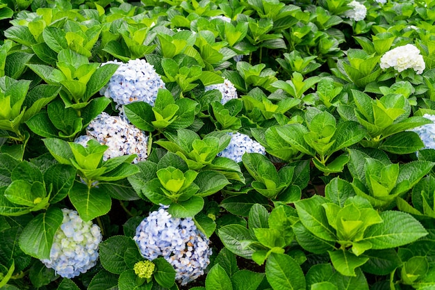 Jardín de hortensias en Da Lat Vietnam en un día nublado La flor típica de la ciudad montañosa de Vietnam Da Lat es una famosa ciudad turística