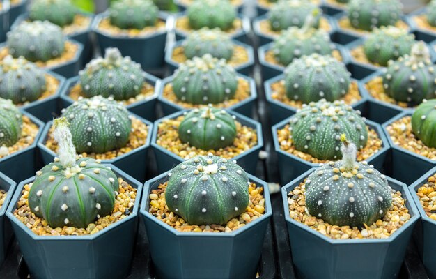 El jardín interior del árbol de cactus de vivero puede hacerlo usted mismo