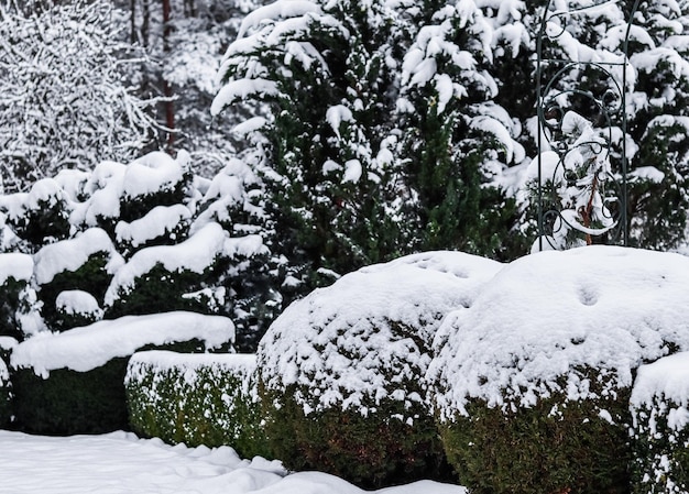 Jardín de invierno con arbustos decorativos y bojes en forma Buxus cubierto de nieve Concepto de jardinería