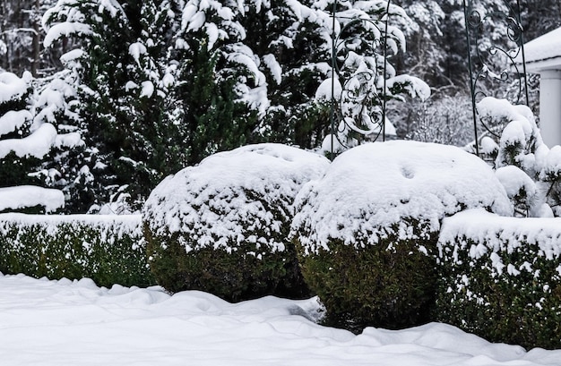 Jardín de invierno con forma de tejo y boj Buxus cubierto de nieve Concepto de jardinería