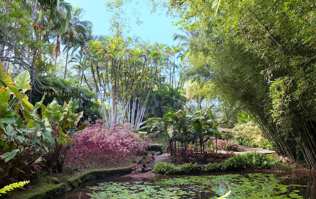 El jardín de la isla Balata Martinica Antillas Francesas