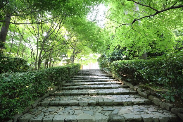 Jardín japonés en kyoto, japón