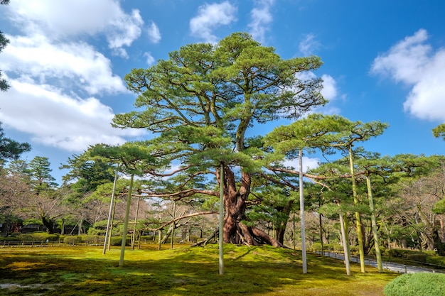 jardín japonés