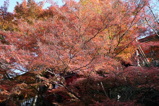 El jardín en Kyoto en Japón