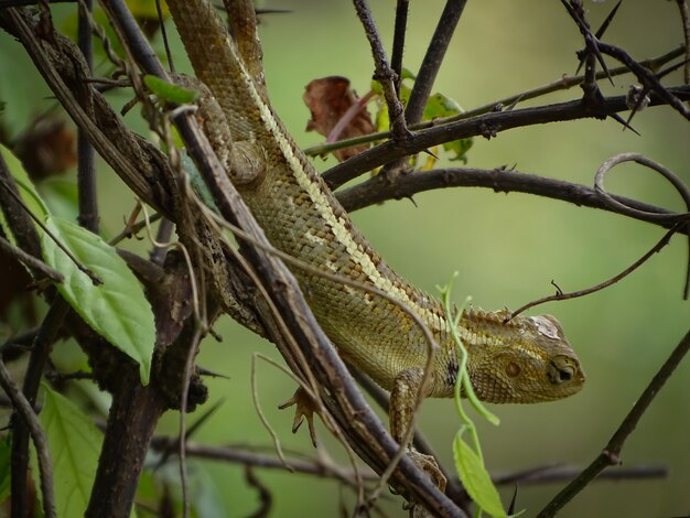 El jardín lagarto esperando insecto volador