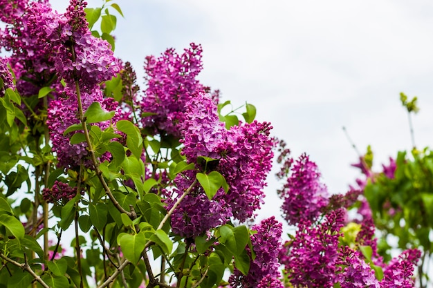 Jardín lila, flor lila colorida y flor, flor de primavera, jardín botánico de Tbilisi