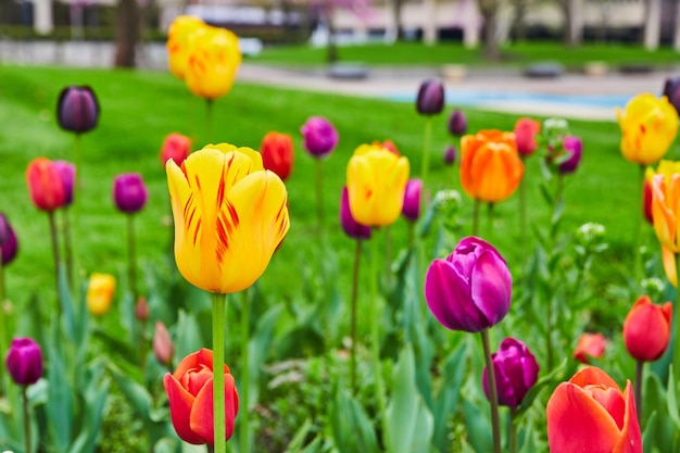 Jardín lleno de todos los colores de las flores de tulipán de primavera