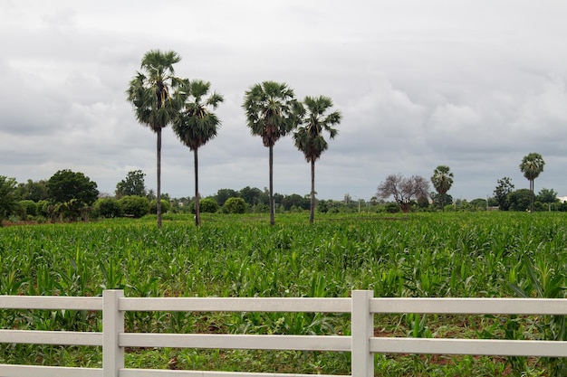 Foto jardín de maíz con cielo gris fresco