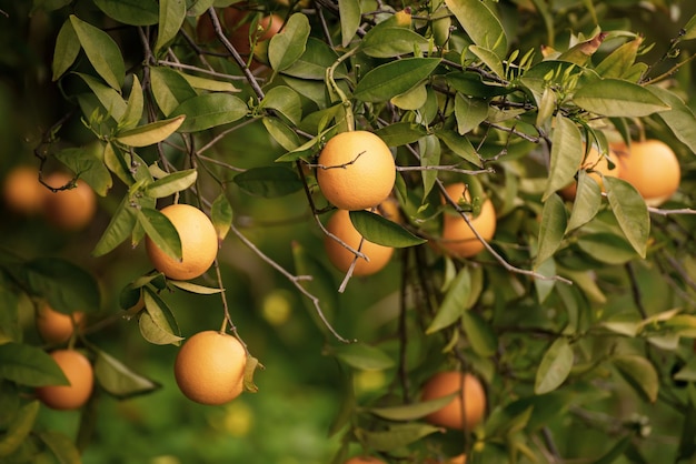 jardín de mandarina con frutas