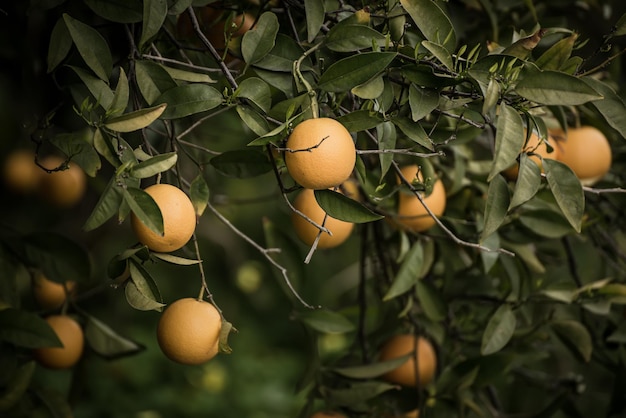 jardín de mandarina con frutas